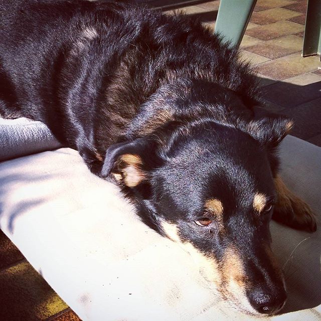 Homeoffice mit sonnenbadenden Hund