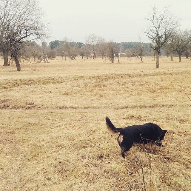 Noch-nicht-Frühling mit Hund