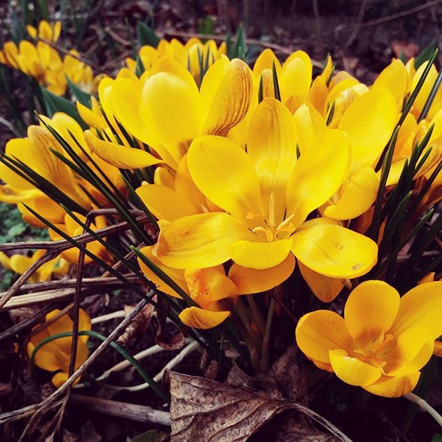 #spring